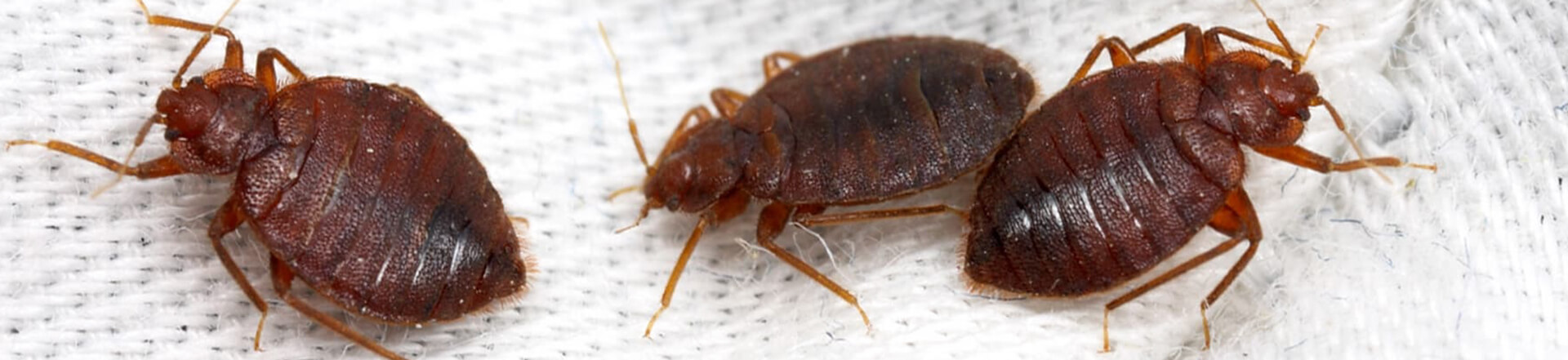 Bed Bug Control – Why Call Professionals for Help